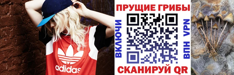 Псилоцибиновые грибы Psilocybe Старый Оскол